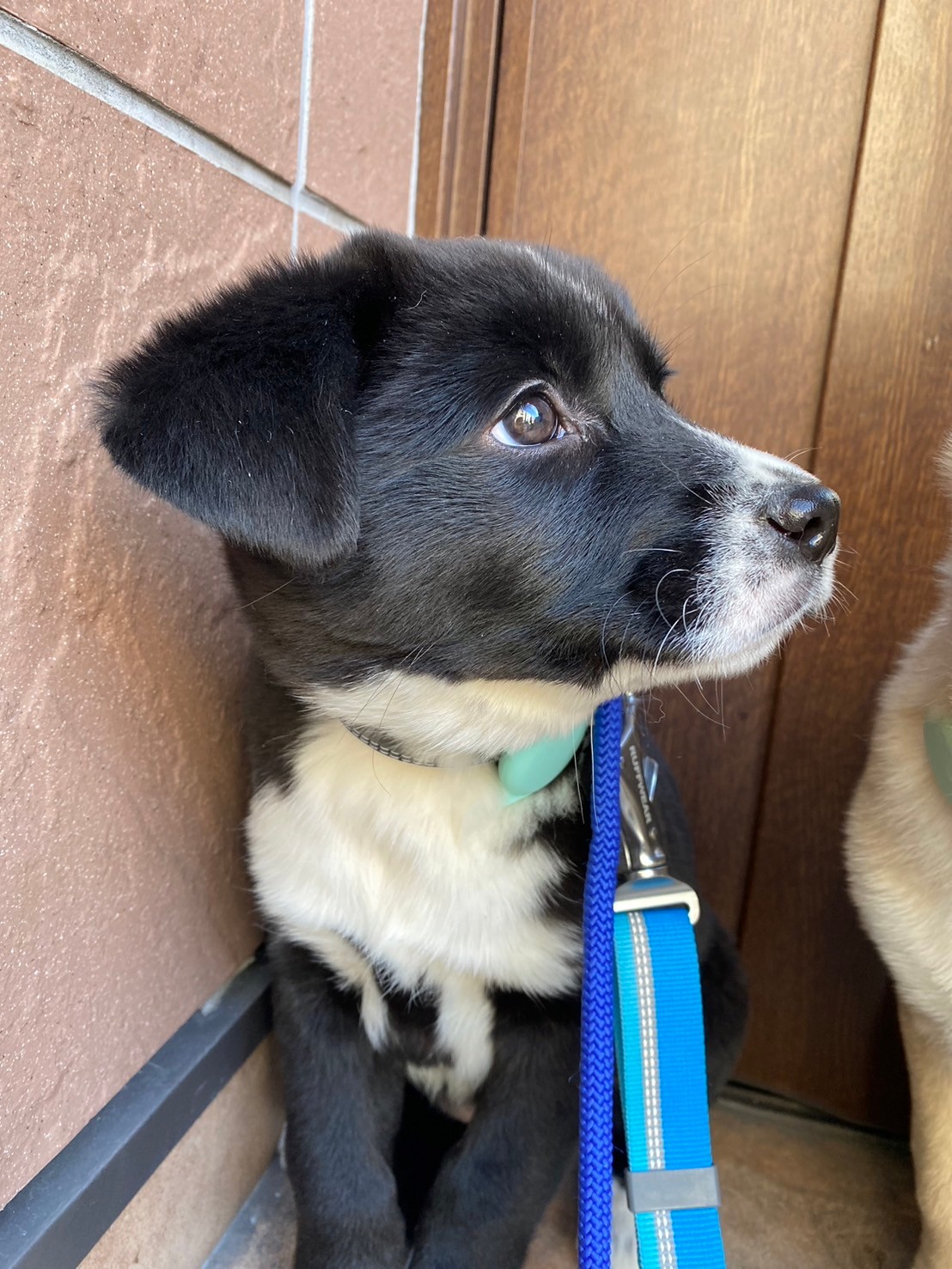 可愛い姉妹はるちゃんのずっとのお家を探しています