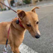 控えめな兄弟楽のずっとのお家を探しています