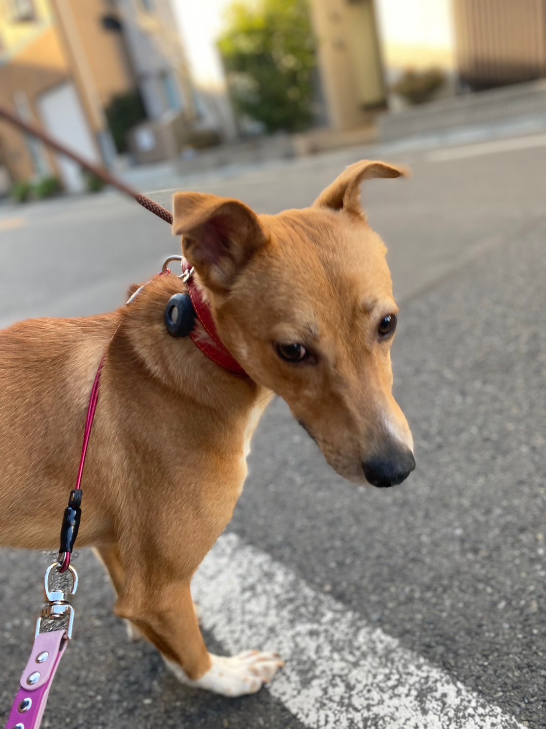 控えめな兄弟楽のずっとのお家を探しています