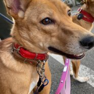 控え目な兄弟笑のずっとのお家を探しています