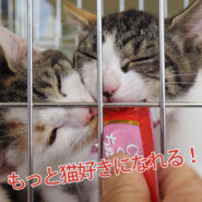 ねこ預かり・ミルクボランティア／みよし市