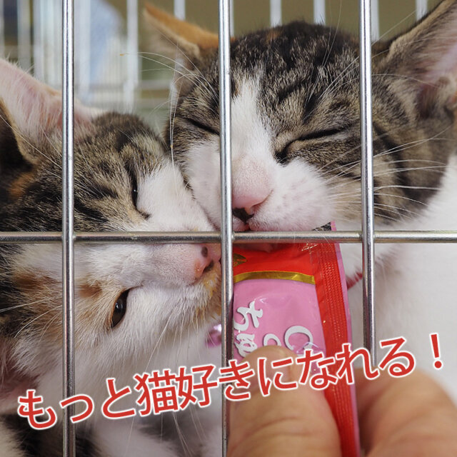 ねこ預かり・ミルクボランティア／みよし市