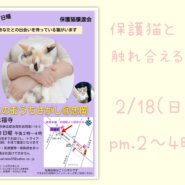 ☆保護猫と触れ合える☆ねこのおうちさがし＠忠岡