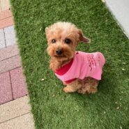 元気で明るく性格抜群トイプードル小麦ちゃん