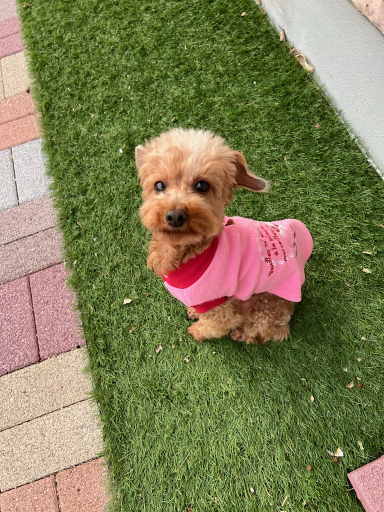 元気で明るく性格抜群トイプードル小麦ちゃん