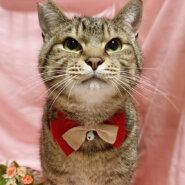 ちゅーるとおもちゃが大好き！ピュアで可愛いシマさん