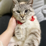 なれなれ♪ブルーアイ！シャムMIX『ラメちゃん』