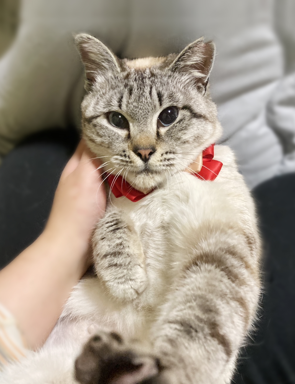 なれなれ♪ブルーアイ！シャムMIX『ラメちゃん』