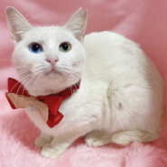 オッドアイ！白猫の子猫『キララちゃん』5ヶ月