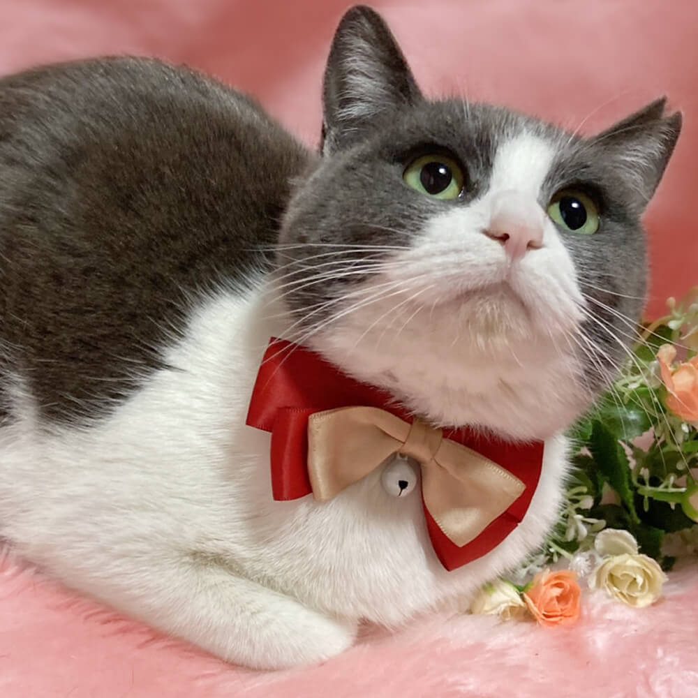 なれなれ♪甘えん坊の子猫！グレー白『ハナちゃん』