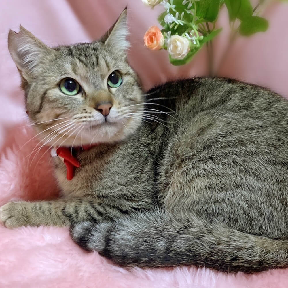 アイドル級の美猫！丸顔で可愛い『さつま』１歳