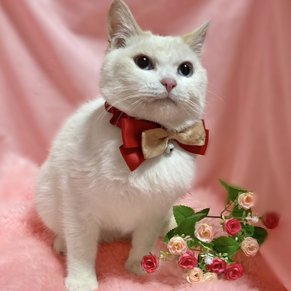 ブルーアイ！珍しい白シャムの子猫『ポプラ』４ヶ月