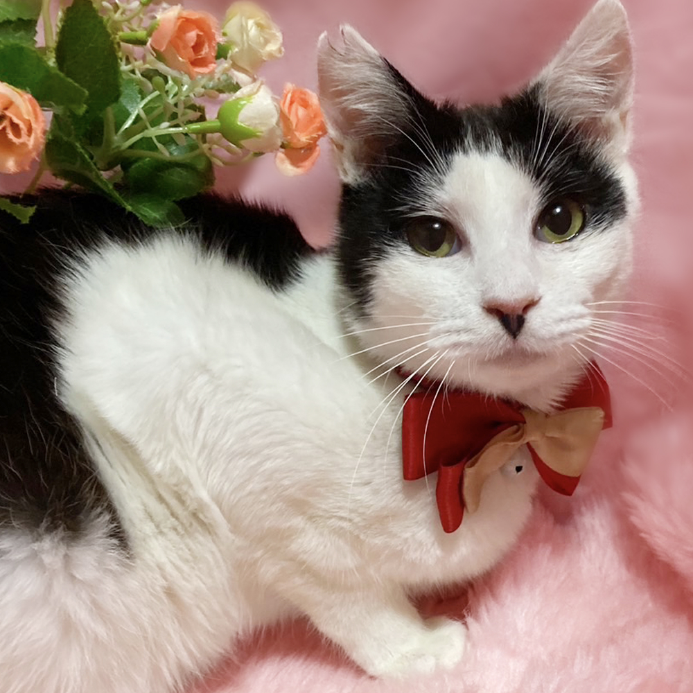 犬顔のハチワレ子猫『わんこ君』５ヶ月