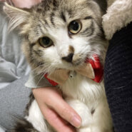 ノルウェージャン風！長毛子猫『とろろ君』５ヶ月