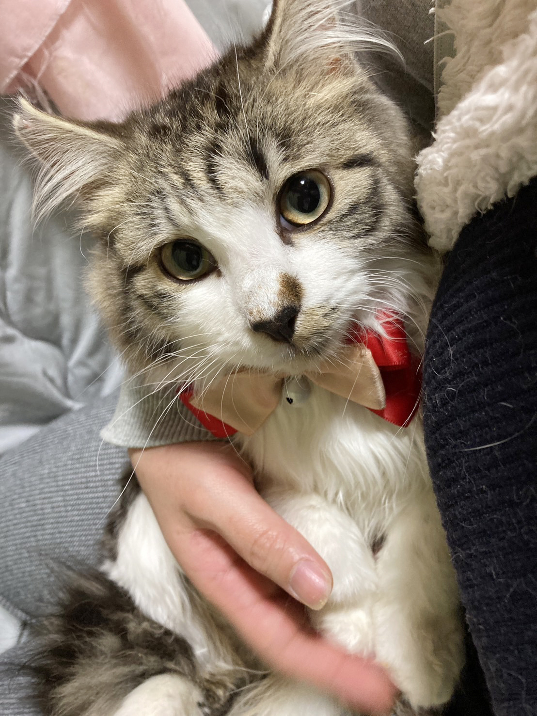 ノルウェージャン風！長毛子猫『とろろ君』５ヶ月