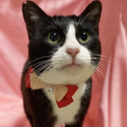 ベタベタ甘えん坊♪まん丸お目々のハチワレ『ハッチ』