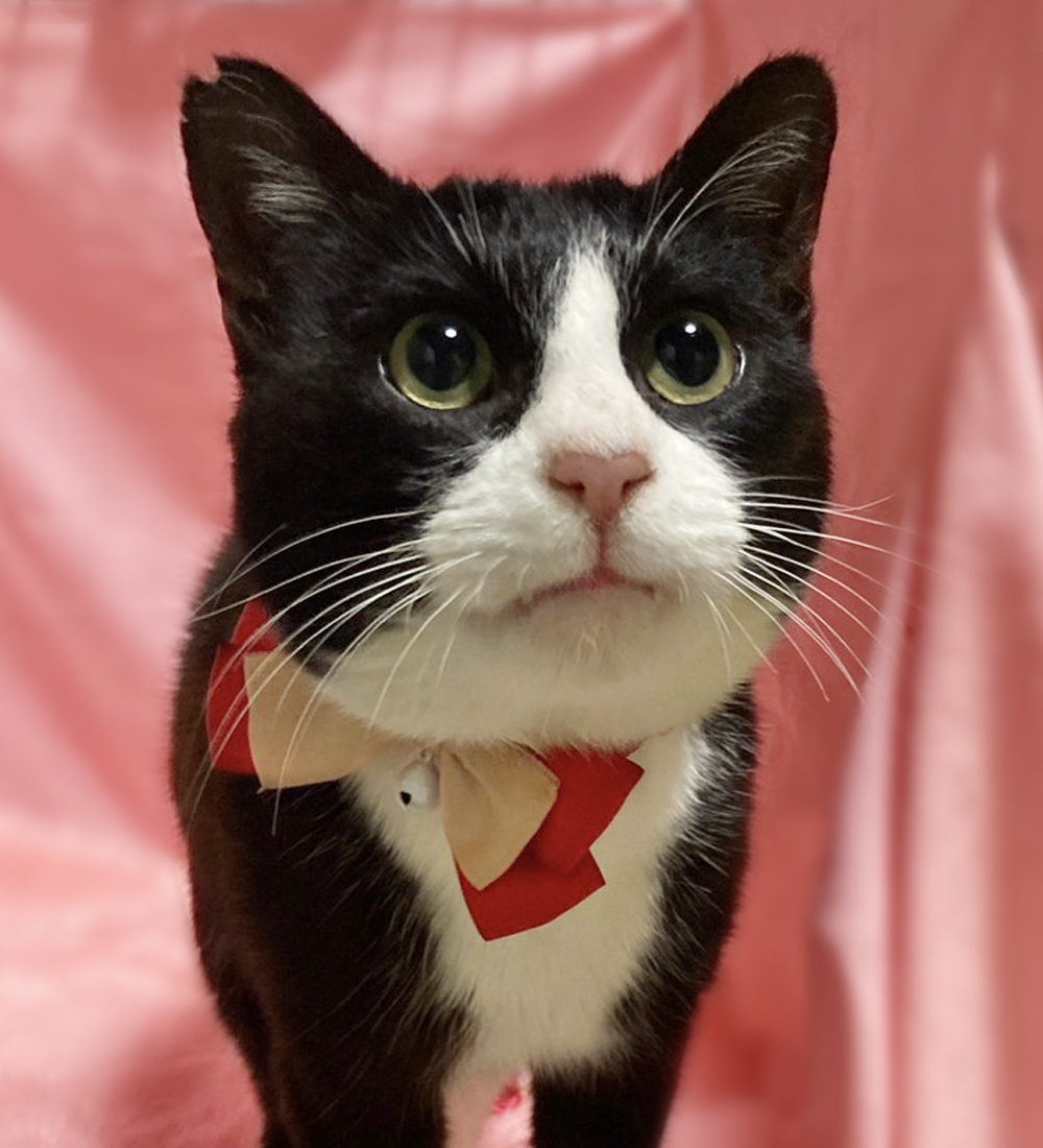 ベタベタ甘えん坊♪まん丸お目々のハチワレ『ハッチ』