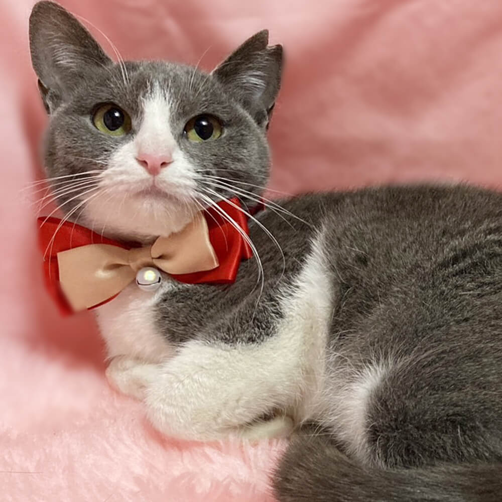 甘えん坊の子猫♪グレー白のハチワレ『クミンちゃん』