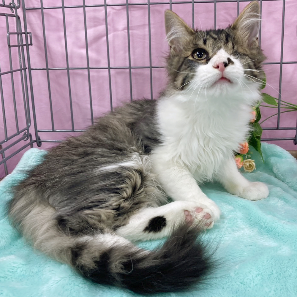 片目ハンディ！人間大好き♪人懐っこい『めめ君』