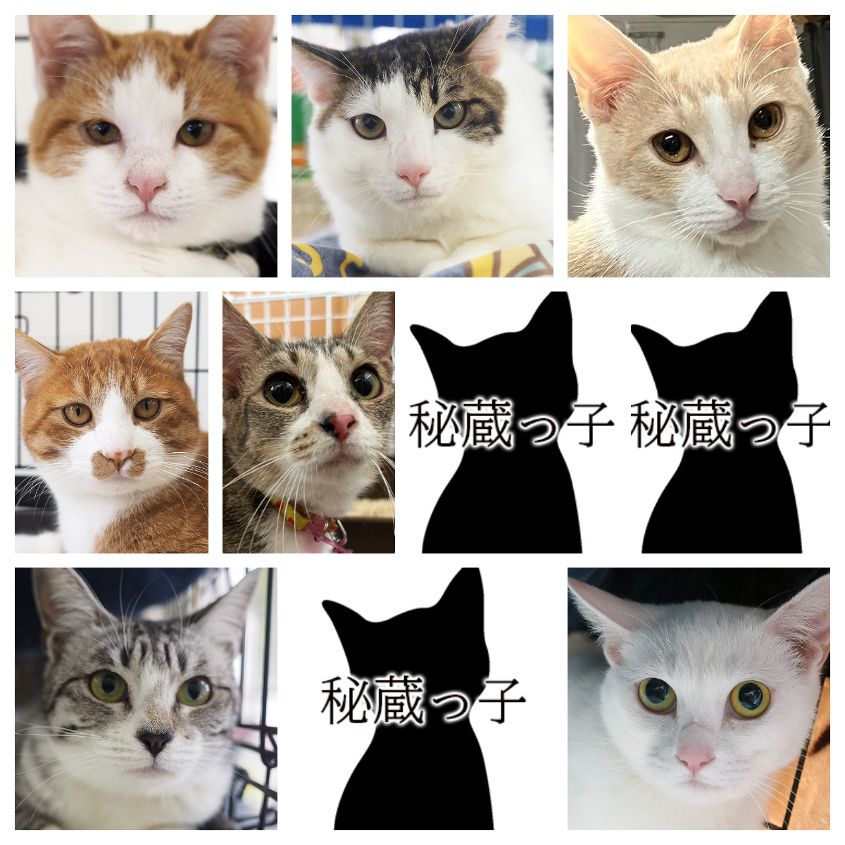 みよし市で保護猫譲渡会