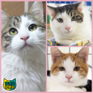 猫20匹の譲渡会／みよし市