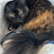 【譲渡決定】ダリア：寝てるとき以外甘えんぼ♪