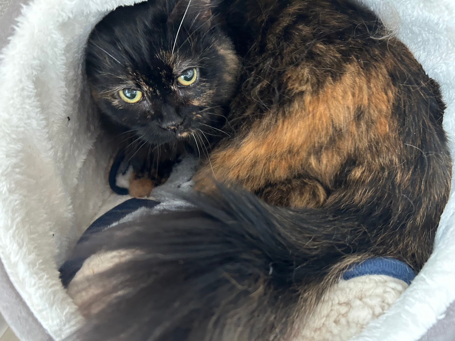 【譲渡決定】ダリア：寝てるとき以外甘えんぼ♪