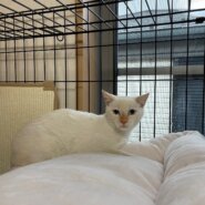 青い目でクリーム色の可愛い女の子