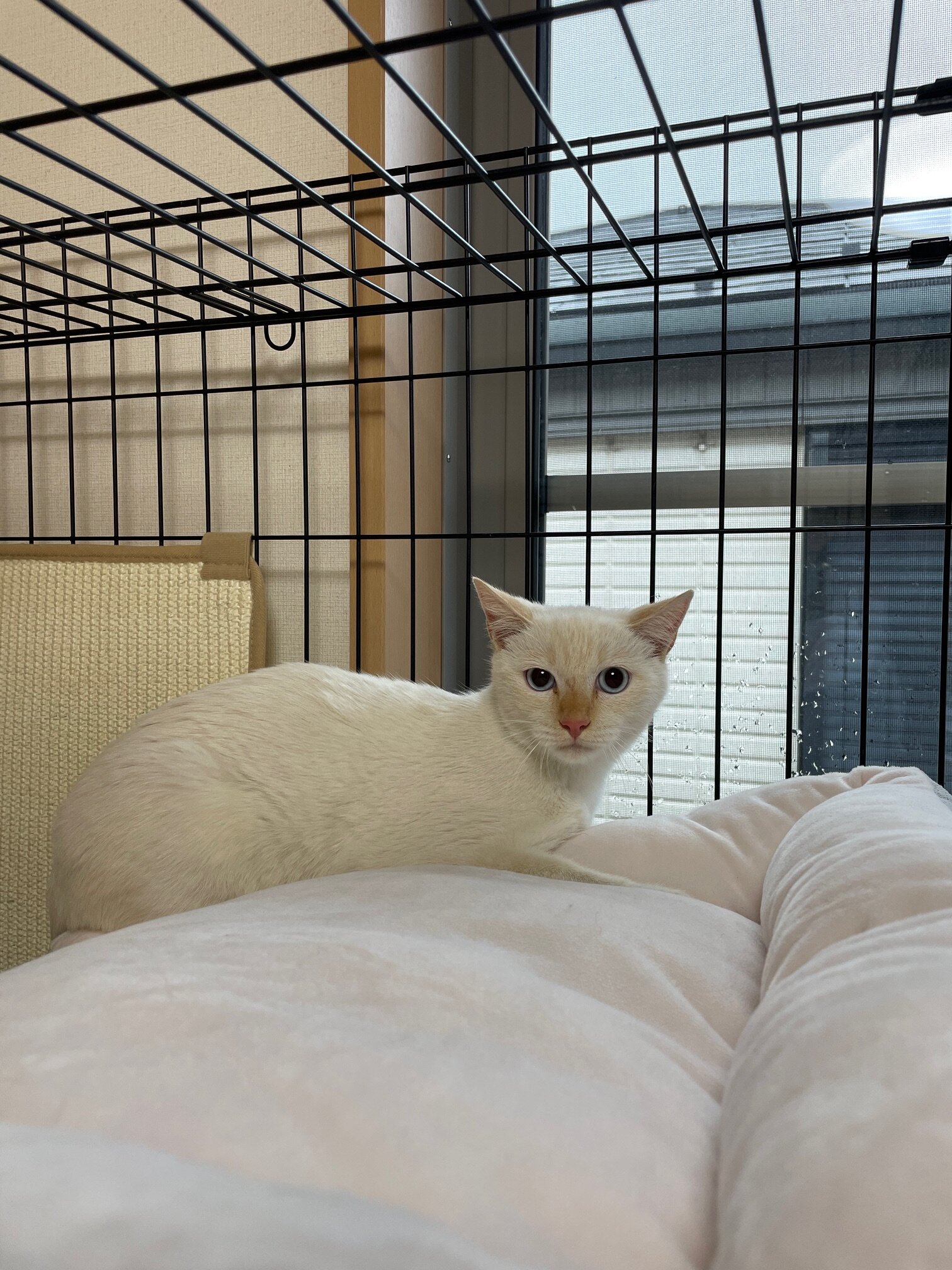 青い目でクリーム色の可愛い女の子