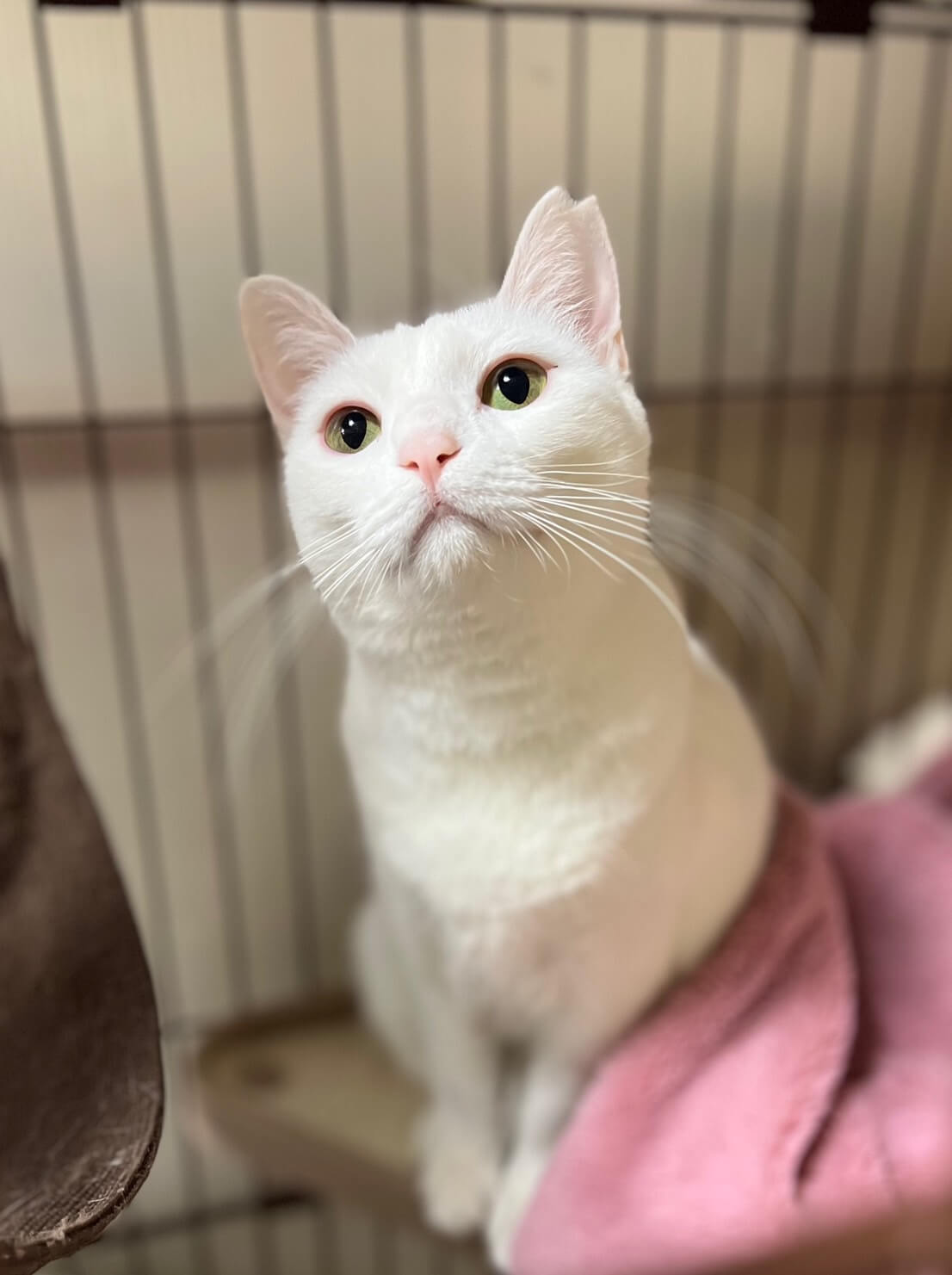 香川県　白猫美人のハニーちゃん