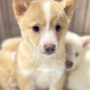 香川県【代理投稿】可愛い毛色のペタグーくん