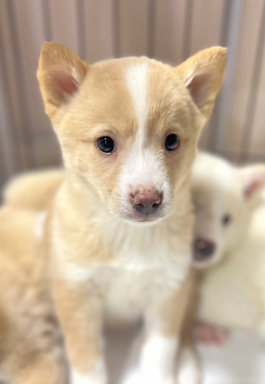 香川県【代理投稿】可愛い毛色のペタグーくん