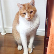 人なれしている大人しい茶白♪ちゃちゃくん 1歳半