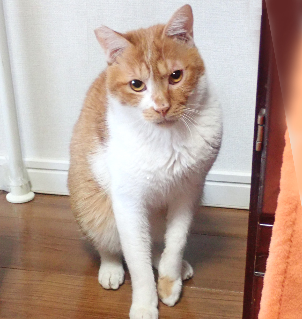 人なれしている大人しい茶白♪ちゃちゃくん 1歳半