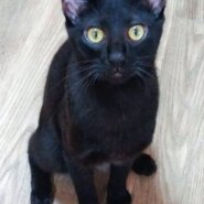 個性的なお顔のドビー