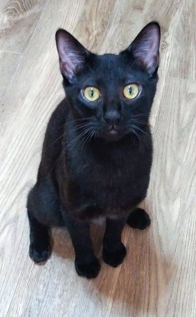 個性的なお顔のドビー