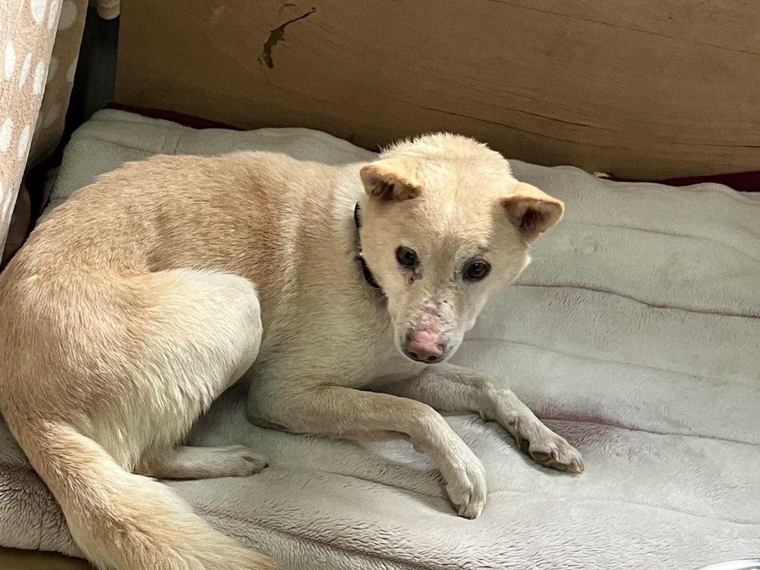 怪我を克服しました可愛い子です