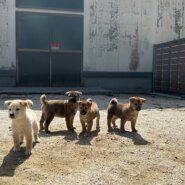 可愛い子達です