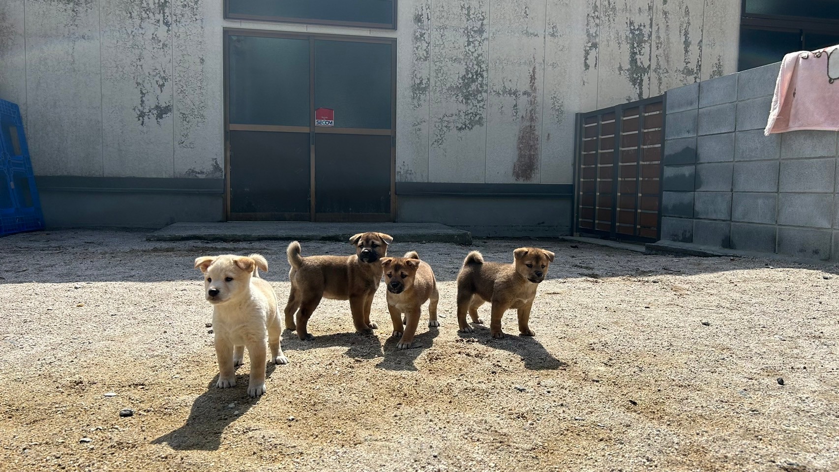 可愛い子達です