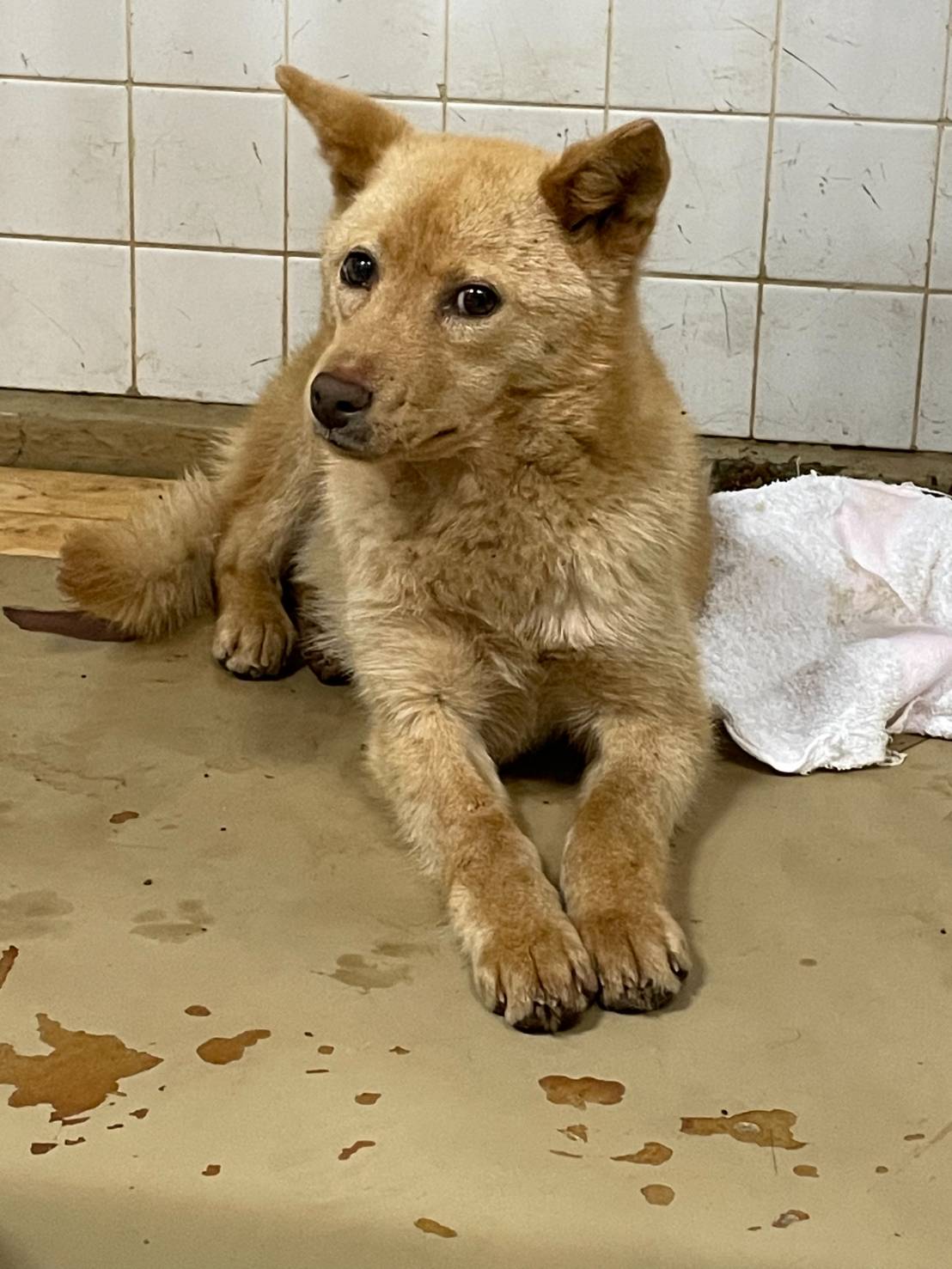 まだ子供です可愛い子です