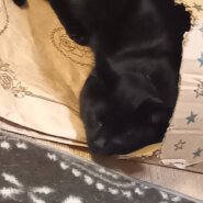 生後半年(女の子)