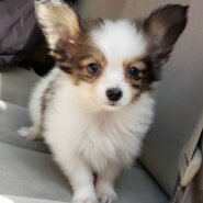 里親様決まりました。