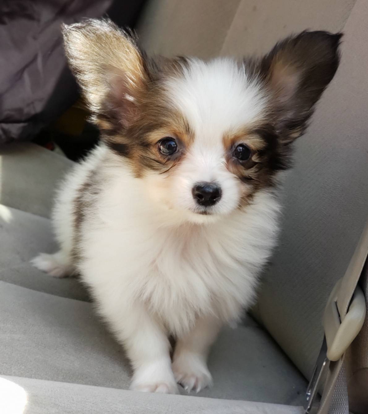 里親様決まりました。