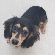 里親様決まりました。