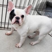 里親様決まりました。