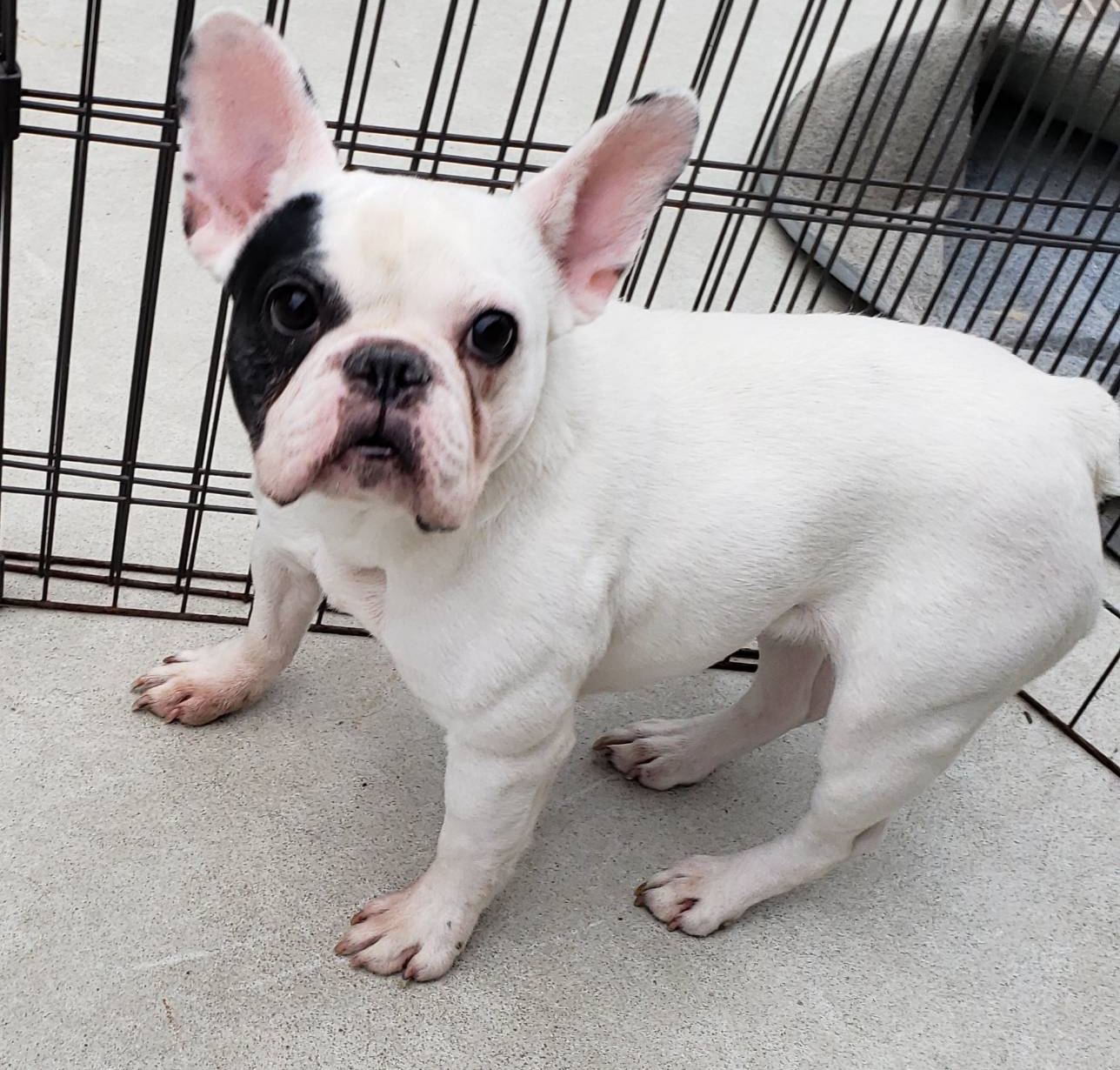 里親様決まりました。