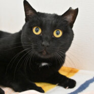 【譲渡決定】ちゃめ：「ナ～♪」とナデナデ所望！