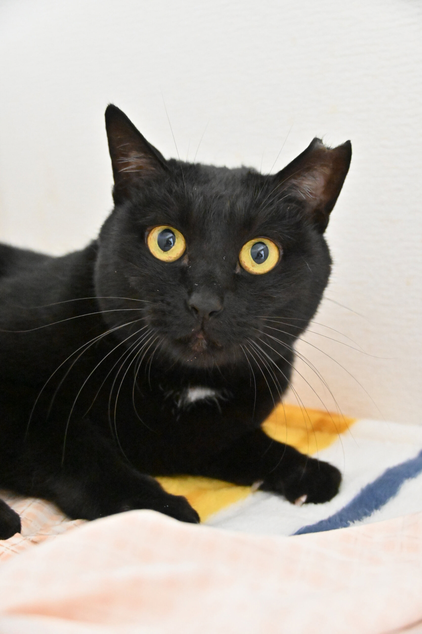 【譲渡決定】ちゃめ：「ナ～♪」とナデナデ所望！