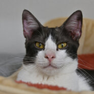 【譲渡決定】おにぎり：とても元気で賢い男の子！