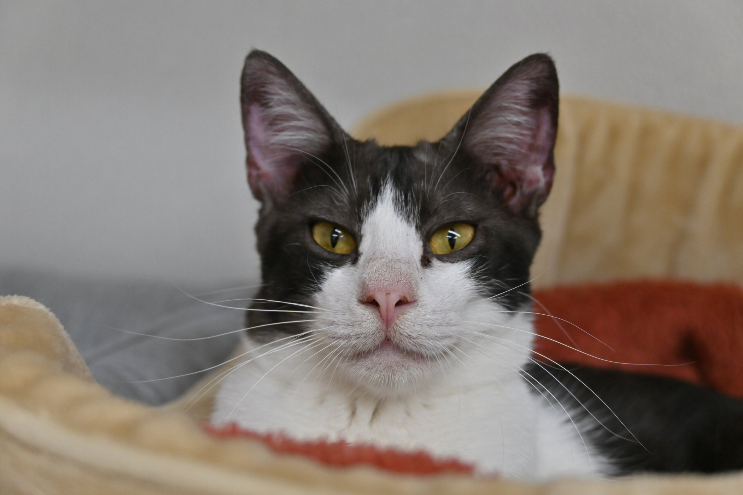 【譲渡決定】おにぎり：とても元気で賢い男の子！